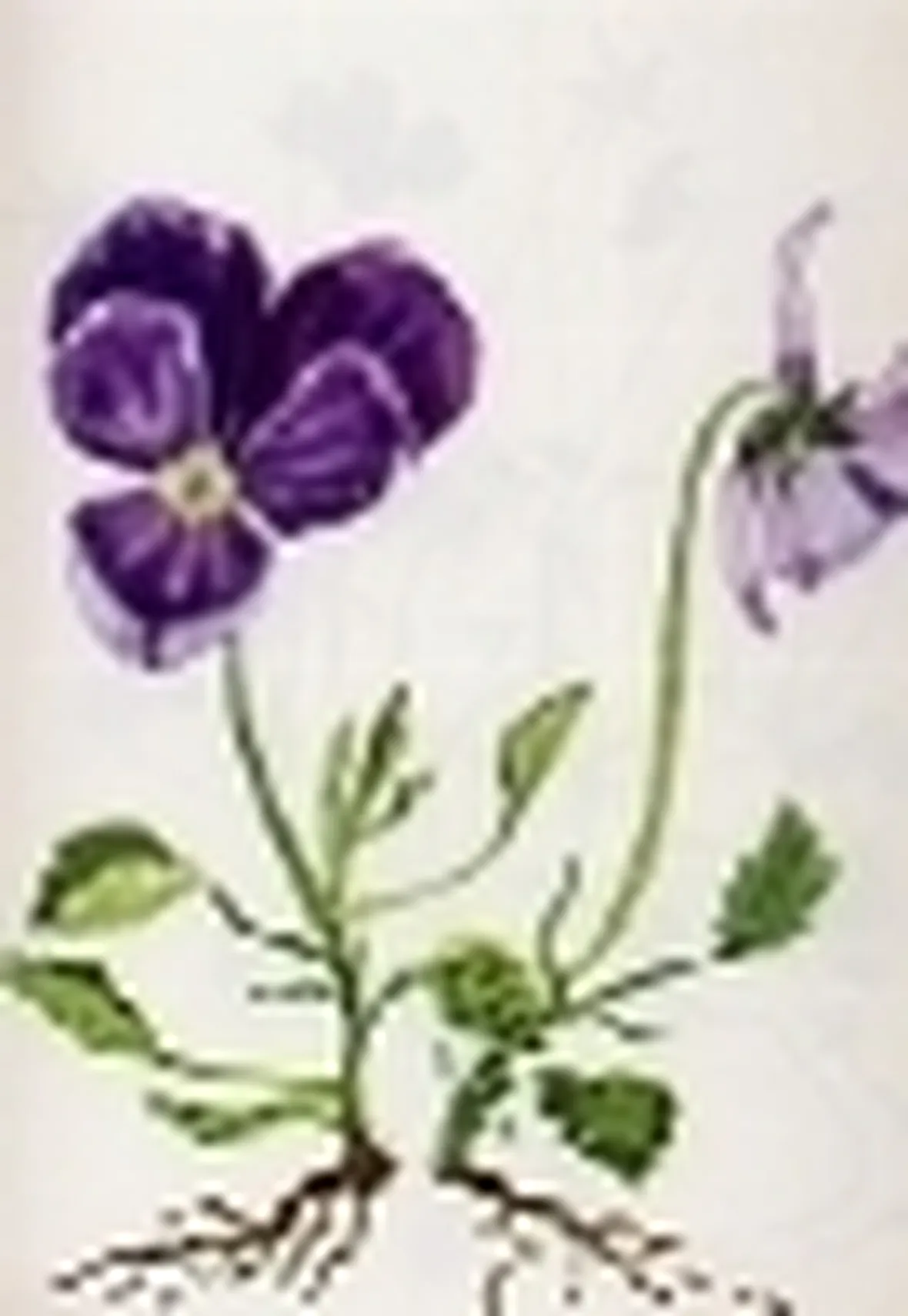 viola calcarata