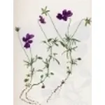 viola dubyana
