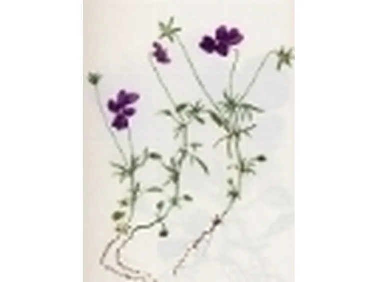 viola dubyana