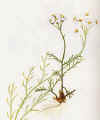 ACHILLEA CLAVENAE.jpg (37705 byte)