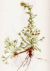 ACHILLEA ATRATA.jpg (39825 byte)