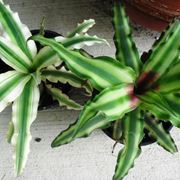 bromelia