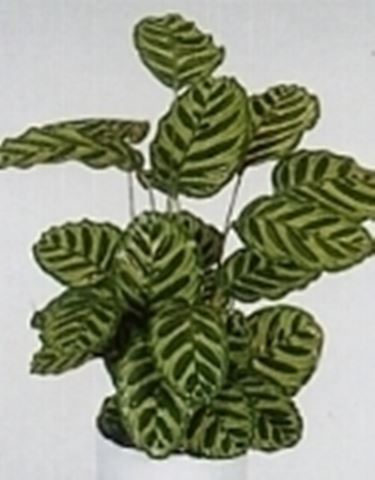 calathea