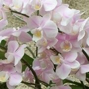 phalaenopsis 