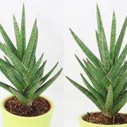 sanseveria