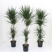 dracena ingiallita