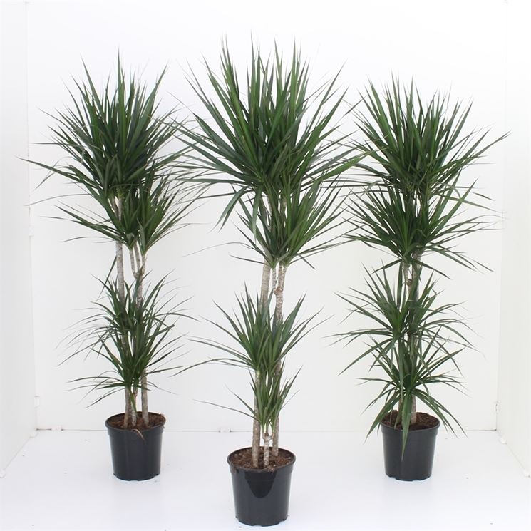 dracena ingiallita