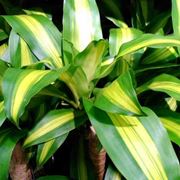 dracena foglie gialle