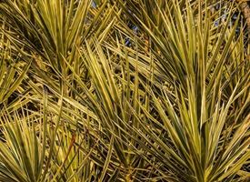 Dracena marginata 