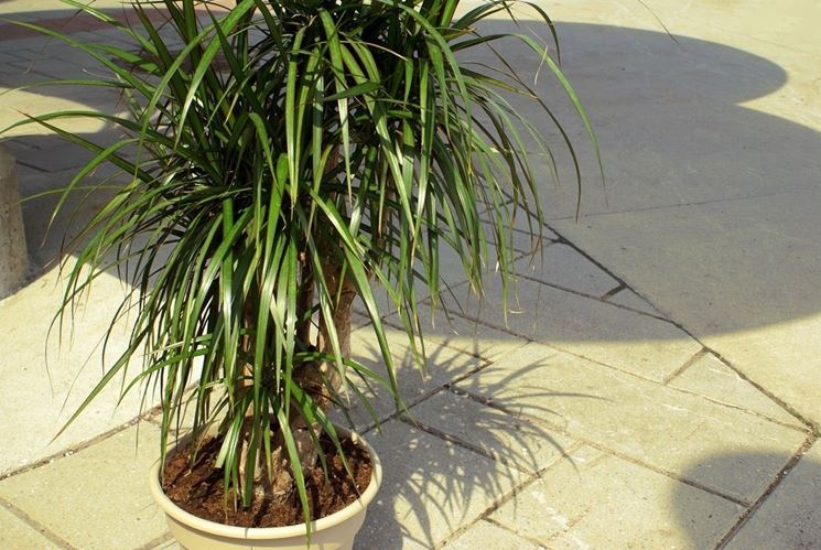 Irrigazione e concimazione dracena