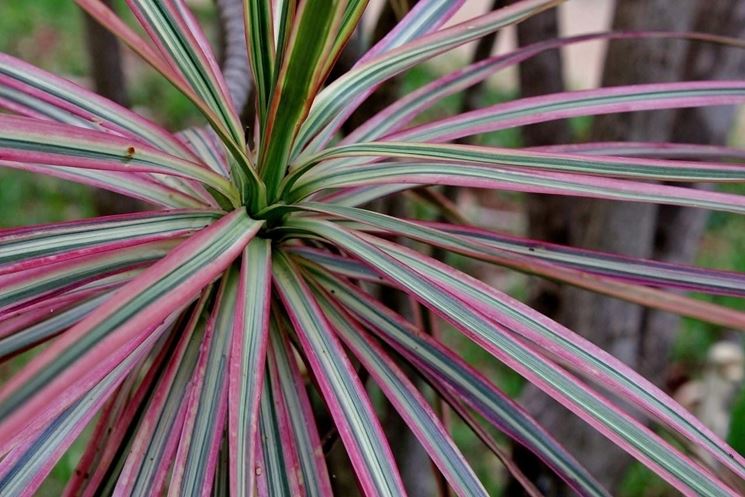 Propagazione dracena