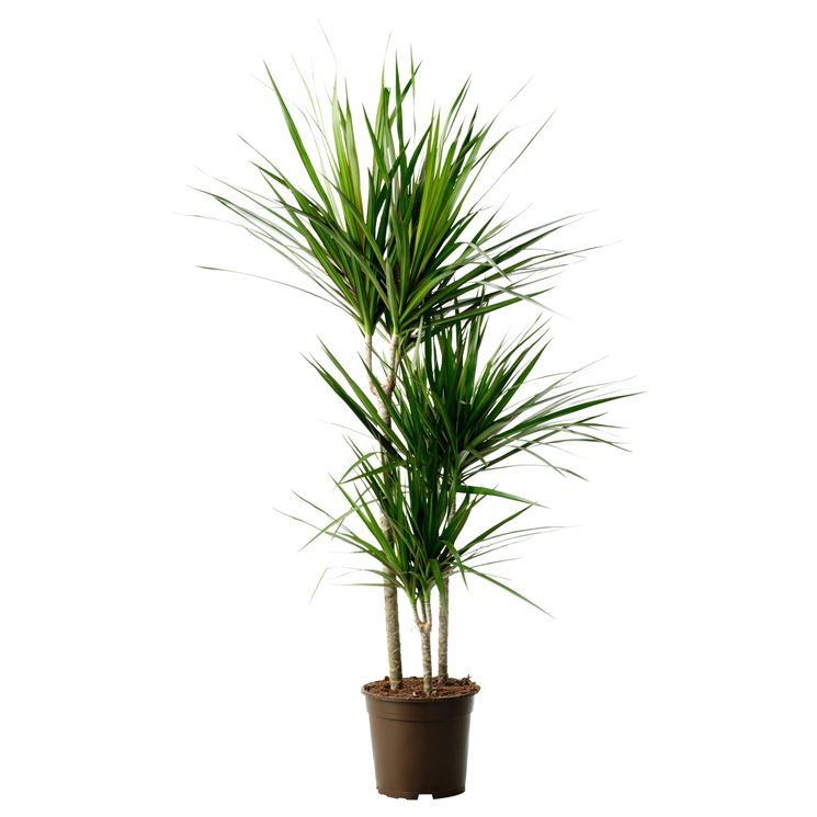 dracena