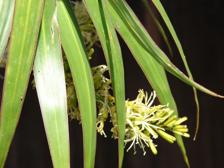 dracena in fiore