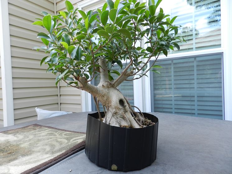 ficus australis