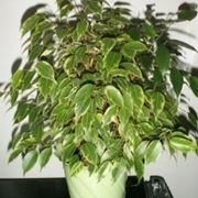 ficus benjamin