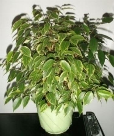 ficus benjamin