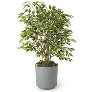 ficus elastica