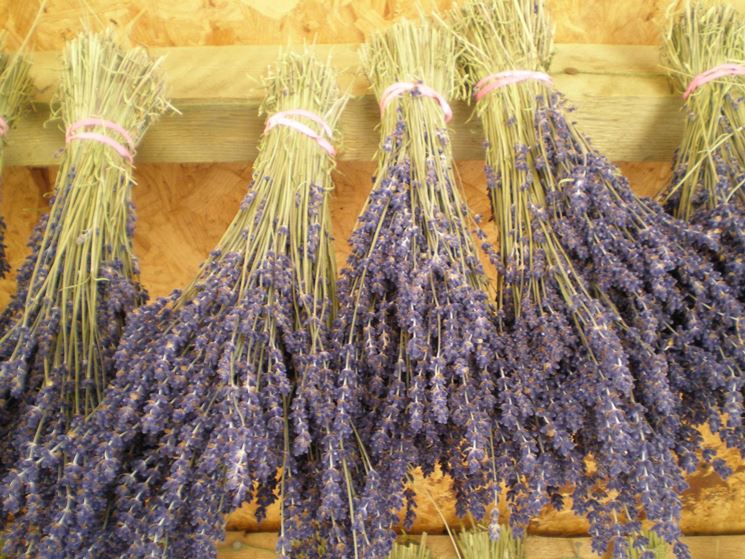 lavanda