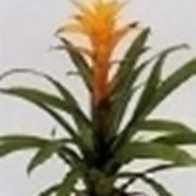 guzmania