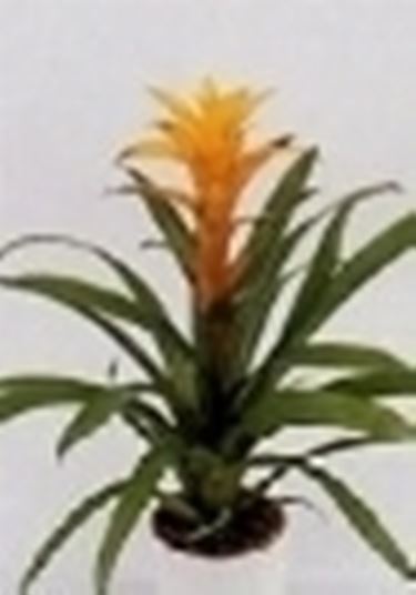 guzmania