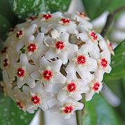 hoya