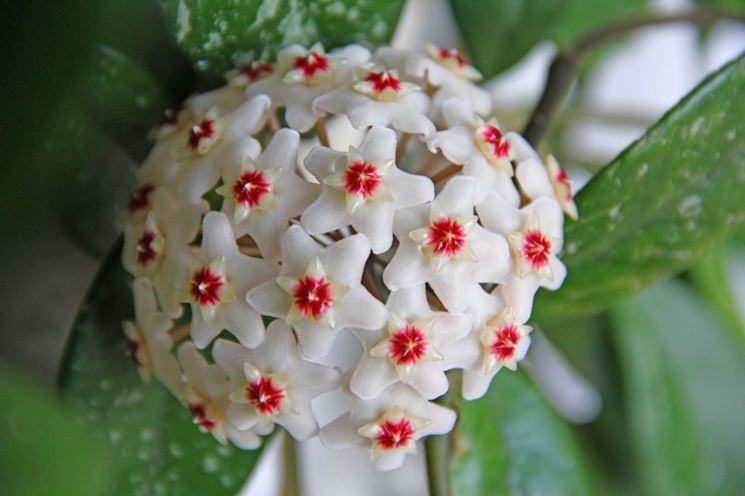 hoya