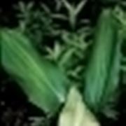 aspidistra