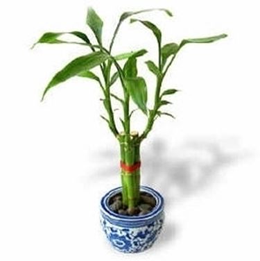 lucky bamboo