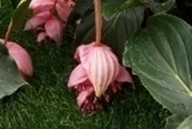 medinilla magnifica