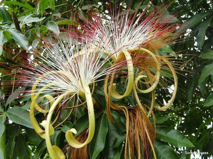 fiori pachira