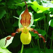 paphiopedilum