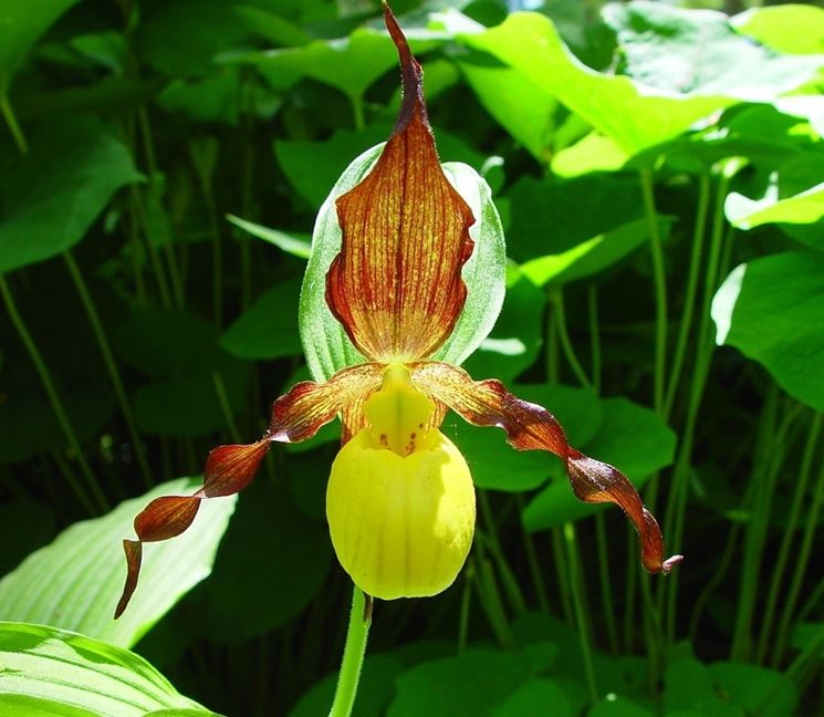 paphiopedilum