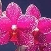 phalenopsis