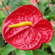 anthurium