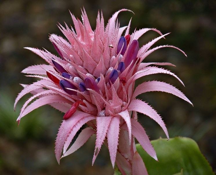 aechmea