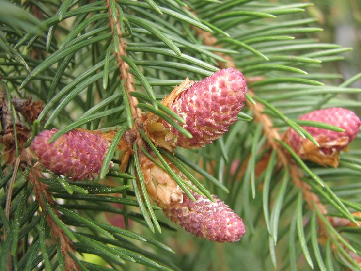 Albero Di Natale Pino O Abete.Albero Di Natale Abies Piante Da Interno Albero Di Natale Appartamento