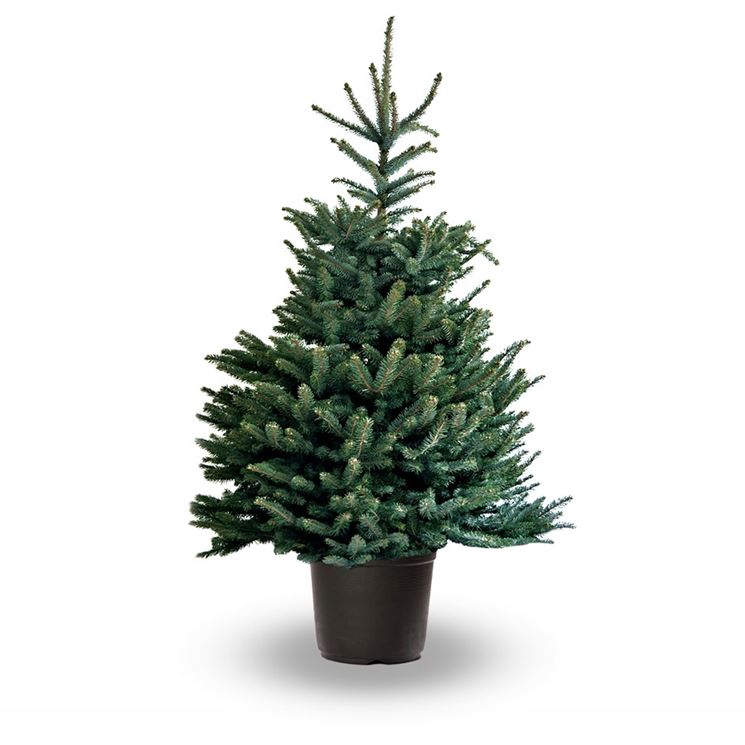 Albero Di Natale Vero Prezzo.Albero Di Natale Abies Piante Da Interno Albero Di Natale Appartamento