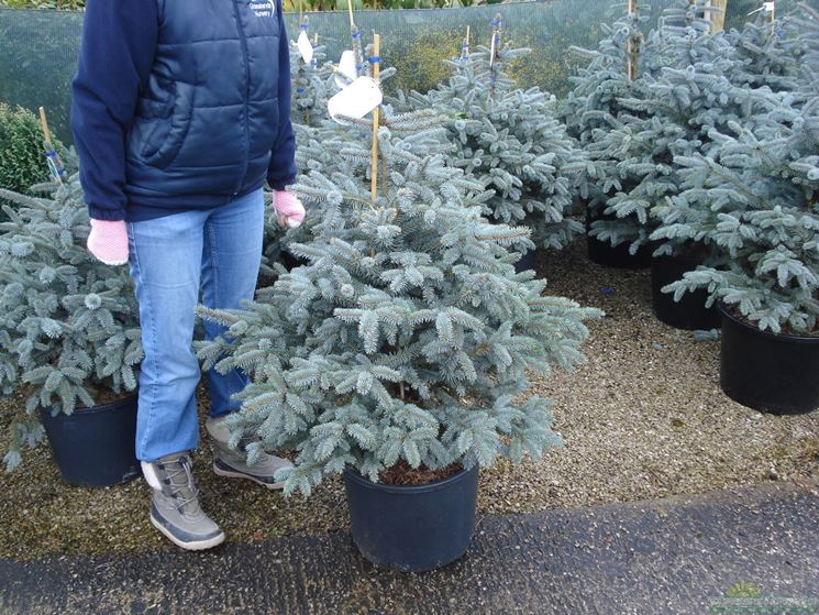 Albero Di Natale Pino O Abete.Albero Di Natale Abies Piante Da Interno Albero Di Natale Appartamento