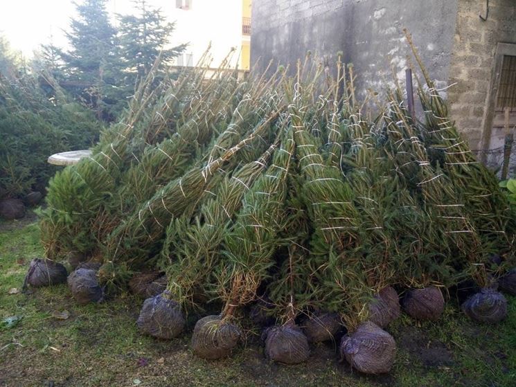 Albero Di Natale Vero.Albero Di Natale Abies Piante Da Interno Albero Di Natale Appartamento