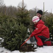 alberi di natale veri