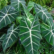 Alocasia 