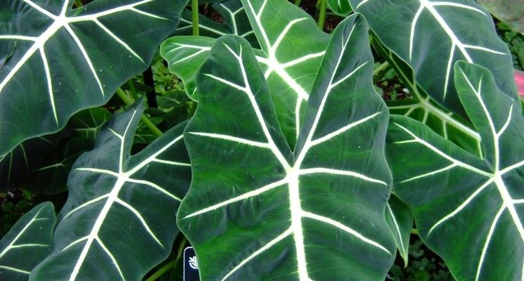 Alocasia 