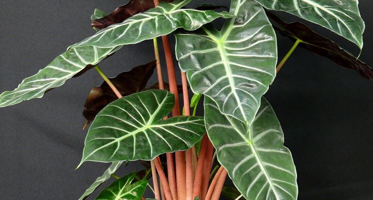 Alocasia 