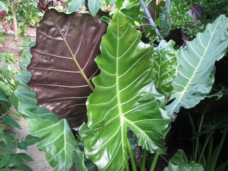 Alocasia 