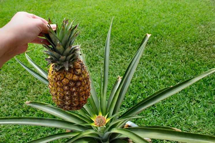 L' ananas