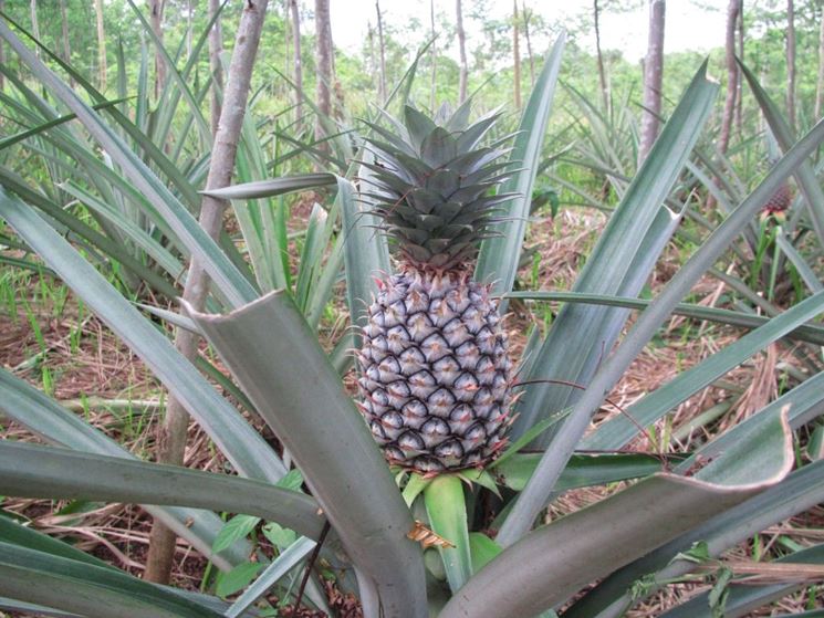 pianta ananas