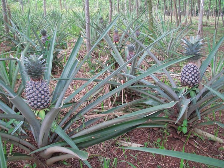 ananas