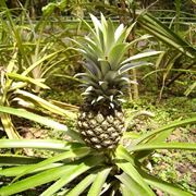 ananas pianta