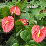 anthurium arancio