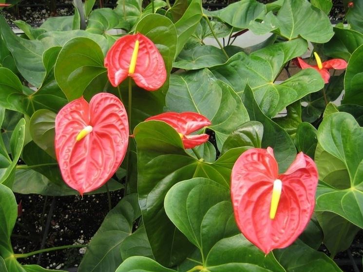 Anthurium Anthurium Andreanum Piante Da Interno Anthurium Appartamento